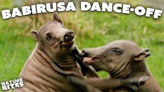 Male Babirusa have a Dominance Dance-off  Nature Bites  Secret Life of the Zoo