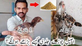 Aseel chicks jaldi kesy bary hongy? Aseel chicks ki khuraak  Growth chicks  Ihsan Gujjar Vlogs