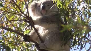 Spring hope and mating season - 3 koalas in 1 tree