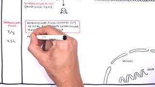 Overview of Fluid and Electrolyte Physiology Fluid Compartment