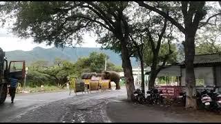  Elephant attacking vehicle at Bannari checkpost #animals #elephant #sathyamangalam #karnataka