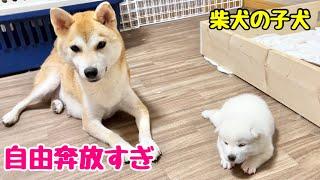 【柴犬 子犬】脱走をマスターして自由気ままにくつろぐ子犬