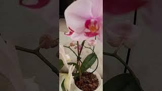 Семья Булатовых Красивые цветущие орхидеи дома