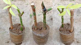 How To Propagate Mango Tree From Cutting Grow Mango Tree Cutting