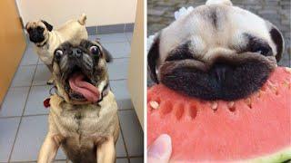 Only Pug can make us HAPPY and LAUGH - Funny and Cute Pug Puppies