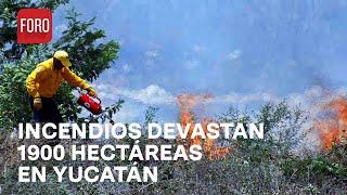 Brigadistas combaten 2 incendios forestales en Yucatán - Las Noticias