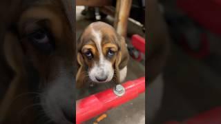 #nationalpetday #bassethound #shopdog #squatchyoffroad #jeepdog #punkinmae #shoplife #jeeplife #dog