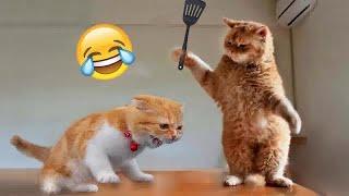 Pet Pranks Funny Moments That Will Make You Laugh  Best Funny Animal Videos 