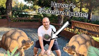 Our Massive Tortoise Harvey Got An Enclosure Upgrade