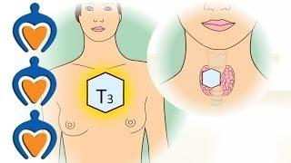 Thyroid gland - Whats the function of the thyroid?