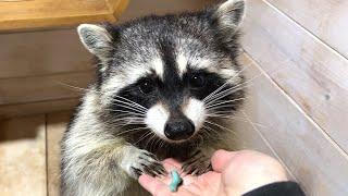 REACTION OF RACCOONS HEDGEHOGS AND HAMSTERS TO TOBACCO HAWKMOTH  Fox eats melon like a snake