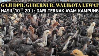 CARA SUKSES TERNAK AYAM KAMPUNG HASIL MAKSIMAL UNTUNG 10 - 20 Jt SETIAP PANEN  REAL  NYATA