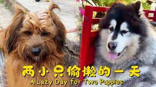 A Lazy Day for Two Puppies【阿盆姐家的大王】