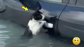 Eine erschöpfte Katze versucht aus der Flut zu entkommen indem sie sich an einem Auto festhält..