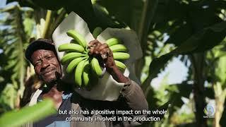 Farming for the Future The Impact of Fairtrade in Dominican Republic