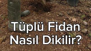 Tüplü Fidan Nasıl Dikilir?