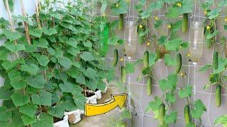 Grow cucumbers on amazing sacks with family Get a lot of fruit