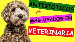 ANTIBIÓTICOS para INFECCIONES VETERINARIAS