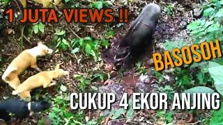 Berburu Babi Seru Lihatlah  Cara 4 ekor Anjing terlatih mendapatkan seekor babi hutan