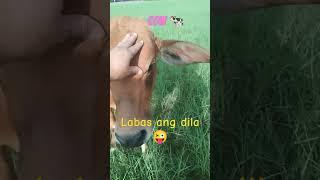 Cow s Lover