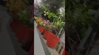 my garden 