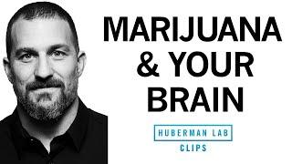 How Marijuana Affects the Brain & Body  Dr. Andrew Huberman