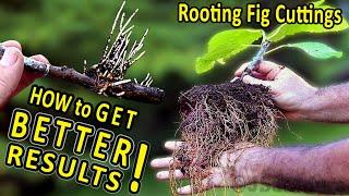 Rooting Fig Cuttings  Improved Method for Better Results  Bigger and Healthier ROOTS and PLANTS