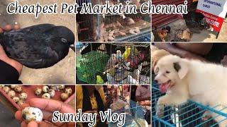 A Visit to Chennai’s Cheapest Pet Market  Sunday Pet Market in Broadway