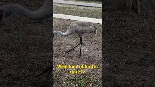 Name this type of bird….GO….