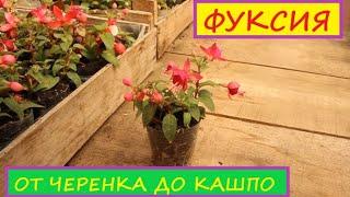 Как вырастить шикарную Фуксию? Этапы роста от черенка до готового кашпо Обновляем  маточные кусты.