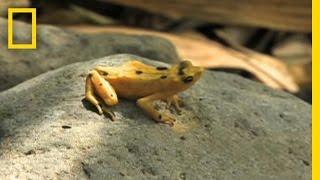 Frogs vs. Fungus  National Geographic