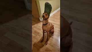 Funny animals 2023 - Funniest Cats and Dogs Video192 #shorts