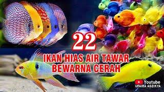 22 Jenis Ikan Hias Air Tawar Aquarium Berwarna Cerah