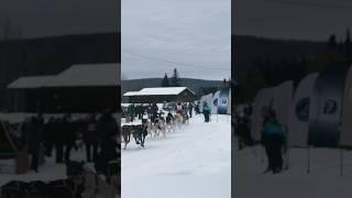 The Open North American Championships  2024 ️ #fairbanks #winter #dogsled #dogmushing #alaska