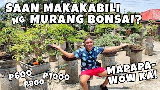 WHERE TO BUY CHEAPEST BONSAI PLANTS?  AMAZING BONSAI GARDEN TOUR + PLANT CARE