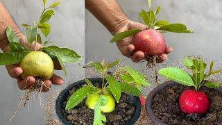 How to Propagate Apple Tree from Apple Fruit Grow Fast-How to grow apple