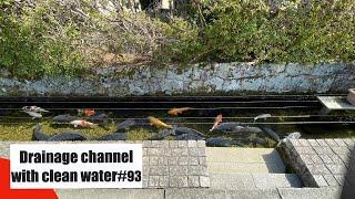 Drainage canal with clean water#93 Takashima Shiga