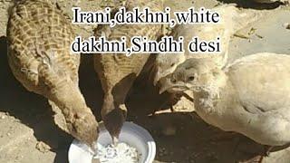 Irani dakhni white dakhni Sindhi desi teetar training