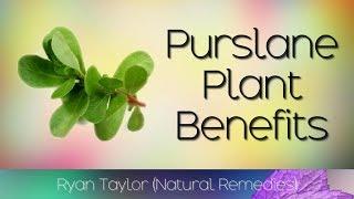 Purslane Benefits and Uses