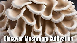 Unveiling Oyster Mushroom Varieties Cultivation and Harvesting Secrets