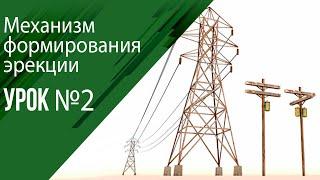 Урок 2 Механизм формирования эрекции.