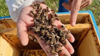 Контроль заклещеванности в сентябре. Результат обработки пчел бипином.