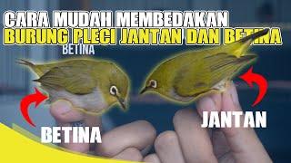 CARA MEMBEDAKAN BURUNG PLECI JANTAN DAN BETINA PALING MUDAH ‼‼ AMPUHH 