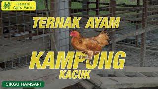 Ayam kampung kacuk  Hanani Agro Farm