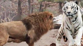 雄狮挑战孟加拉白虎，狮子VS老虎