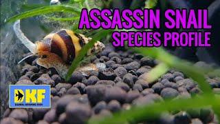 ASSASSIN SNAILS SPECIES PROFILE