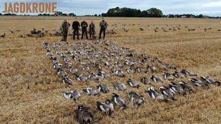 Gänsejagd mit Lockbild am Wattenmeer - Jagdkrone