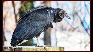 Turkey Vultures Propel Their Vomit Up To 10 Feet