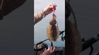 Seppie BIG dal BellyBoat pescando ad Eging #eging #cuttlefish #bellyboat #inpesca