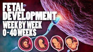 Fetal Development Week by Week 1-40 Complate - 3D Animation